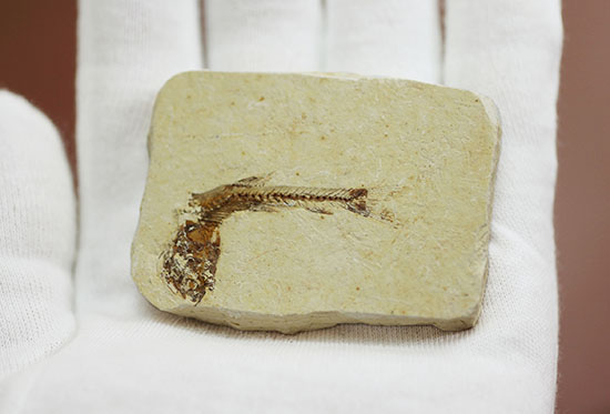 小骨まで鮮明！白亜紀の小魚化石、ダスティルベ(Dastilbe)（その7）