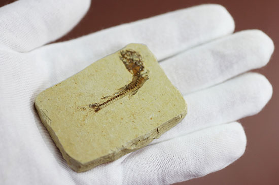 小骨まで鮮明!白亜紀の小魚化石、ダスティルベ(Dastilbe)(その8)