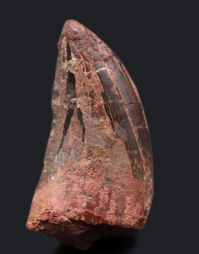 白亜紀の北アフリカの雄、鋭い歯先と厚みを兼ね備えた立派なカルカロドントサウルスの化石（その1）