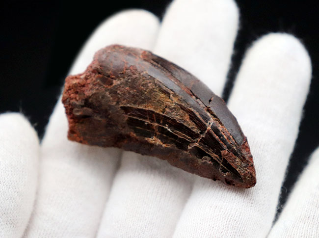 白亜紀の北アフリカの雄、鋭い歯先と厚みを兼ね備えた立派なカルカロドントサウルスの化石(その2)
