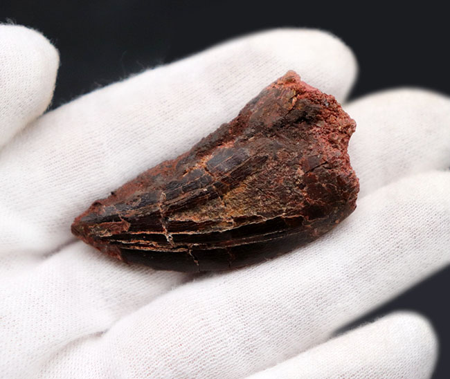 白亜紀の北アフリカの雄、鋭い歯先と厚みを兼ね備えた立派なカルカロドントサウルスの化石(その3)