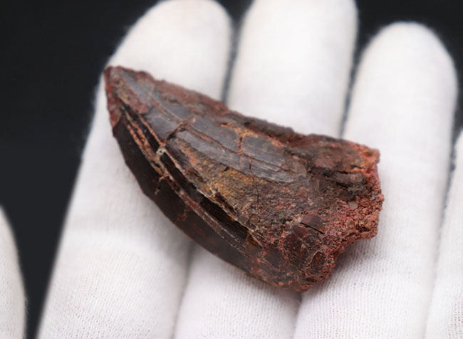 白亜紀の北アフリカの雄、鋭い歯先と厚みを兼ね備えた立派なカルカロドントサウルスの化石(その4)