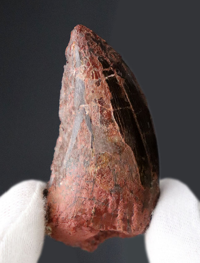 白亜紀の北アフリカの雄、鋭い歯先と厚みを兼ね備えた立派なカルカロドントサウルスの化石(その5)