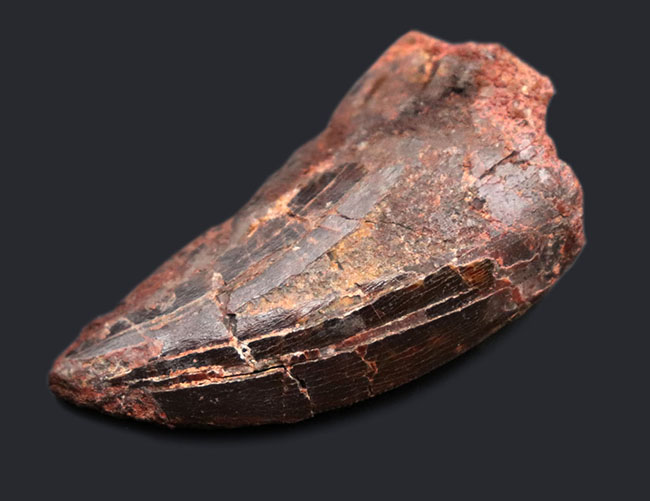 白亜紀の北アフリカの雄、鋭い歯先と厚みを兼ね備えた立派なカルカロドントサウルスの化石（その6）