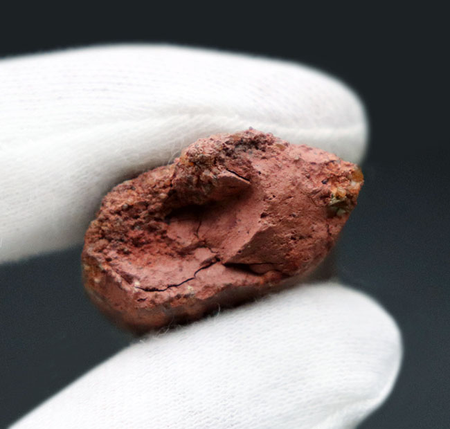白亜紀の北アフリカの雄、鋭い歯先と厚みを兼ね備えた立派なカルカロドントサウルスの化石(その7)