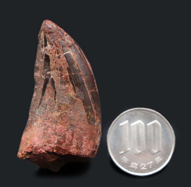白亜紀の北アフリカの雄、鋭い歯先と厚みを兼ね備えた立派なカルカロドントサウルスの化石(その8)