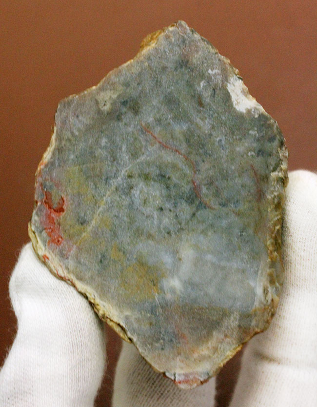 恐竜の糞（うんち）が化石になった鉱物、コプロライト（Coprolite）（その1）