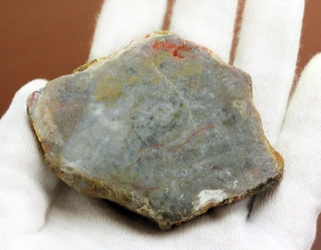 恐竜の糞（うんち）が化石になった鉱物、コプロライト（Coprolite）（その4）
