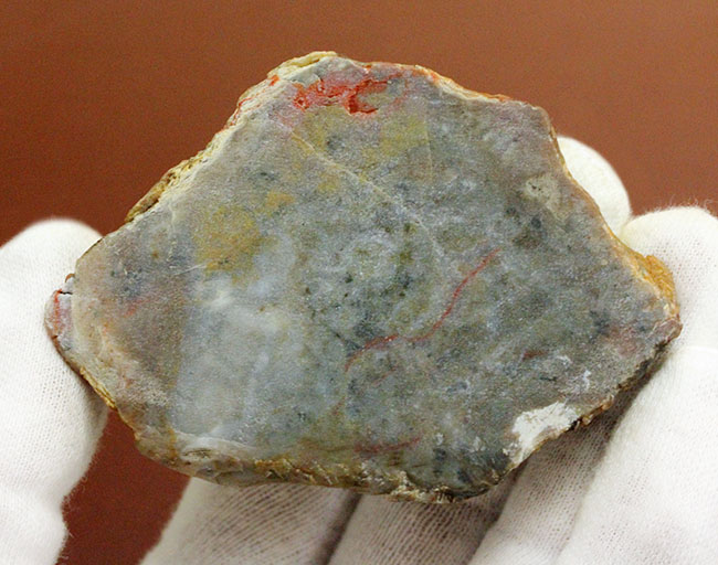恐竜の糞（うんち）が化石になった鉱物、コプロライト（Coprolite）（その6）