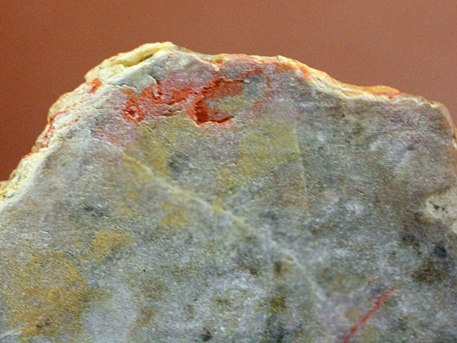 恐竜の糞（うんち）が化石になった鉱物、コプロライト（Coprolite）（その8）