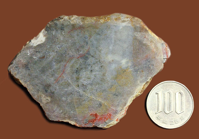 恐竜の糞（うんち）が化石になった鉱物、コプロライト（Coprolite）（その9）
