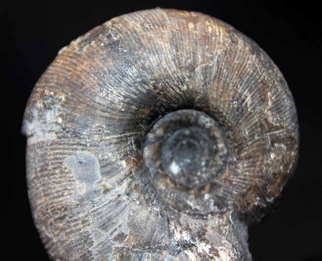 我が国のアンモナイトの産地といえば北海道。その北海道を代表するアンモナイトの一つ、ゴードリセラス・デンスプリカタム（Gaudryceras denseplicatum）の化石。自立展示可！（その5）