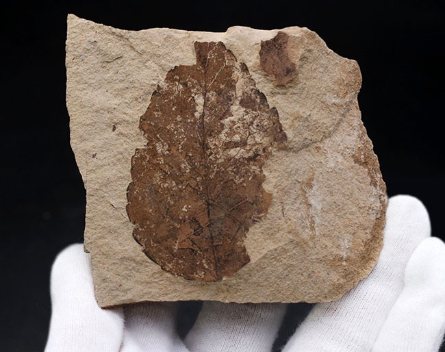 マニアックシリーズ、国産のムカシケヤキの葉化石(Zelkova)(その1)