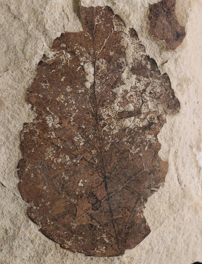 マニアックシリーズ、国産のムカシケヤキの葉化石（Zelkova）（その2）