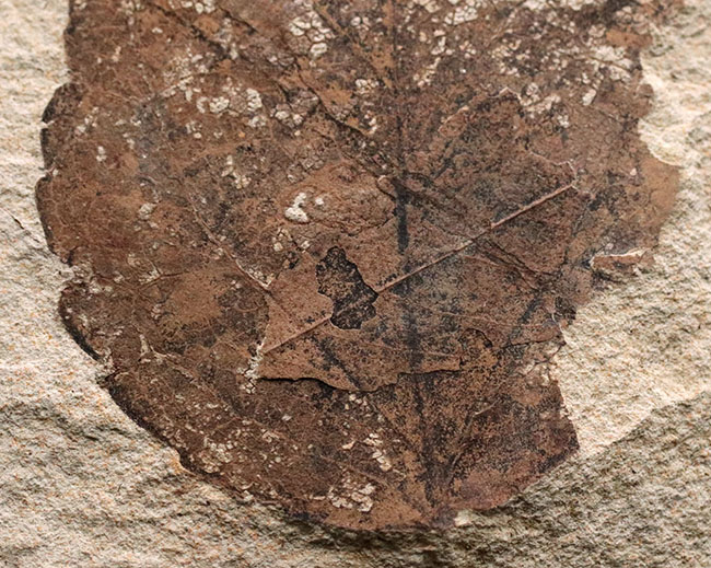 マニアックシリーズ、国産のムカシケヤキの葉化石（Zelkova）（その3）