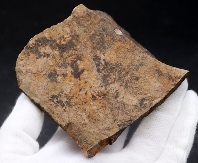 マニアックシリーズ、国産のムカシケヤキの葉化石（Zelkova）（その4）