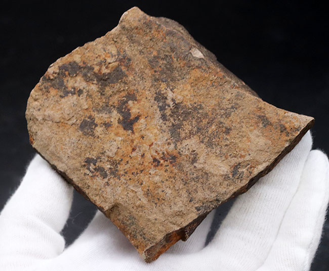 マニアックシリーズ、国産のムカシケヤキの葉化石(Zelkova)(その4)