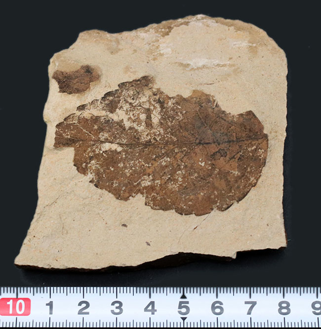 マニアックシリーズ、国産のムカシケヤキの葉化石(Zelkova)(その5)