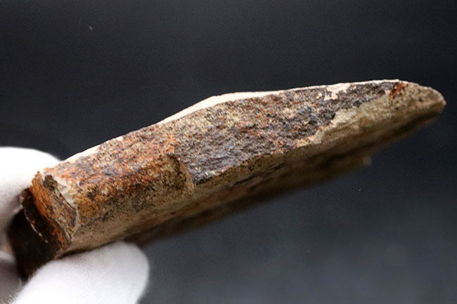 マニアックシリーズ、国産のムカシケヤキの葉化石(Zelkova)(その6)