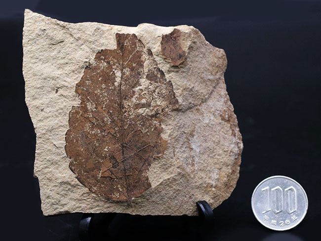 マニアックシリーズ、国産のムカシケヤキの葉化石（Zelkova）（その7）