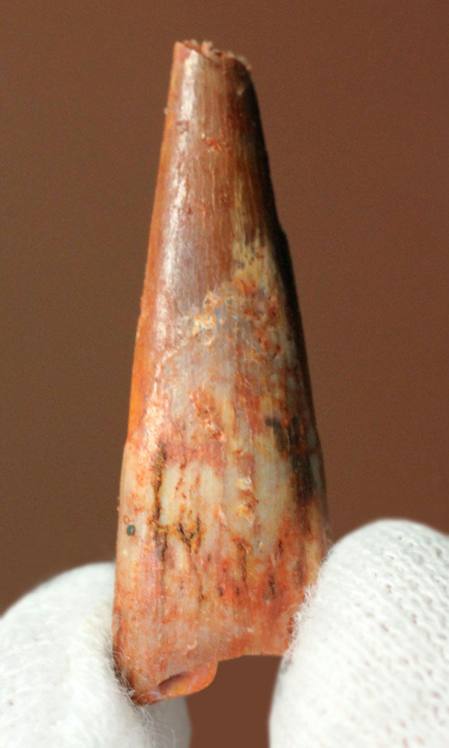 サイズあり、保存状態良好、翼竜シロッコプテリクス(Siroccopteryx moroccensis)の上質の歯化石。専用ケース付き。(その1)