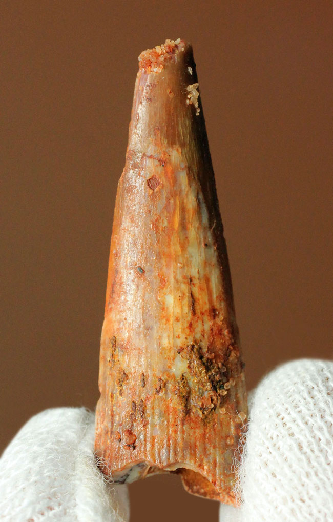 サイズあり、保存状態良好、翼竜シロッコプテリクス(Siroccopteryx moroccensis)の上質の歯化石。専用ケース付き。(その2)