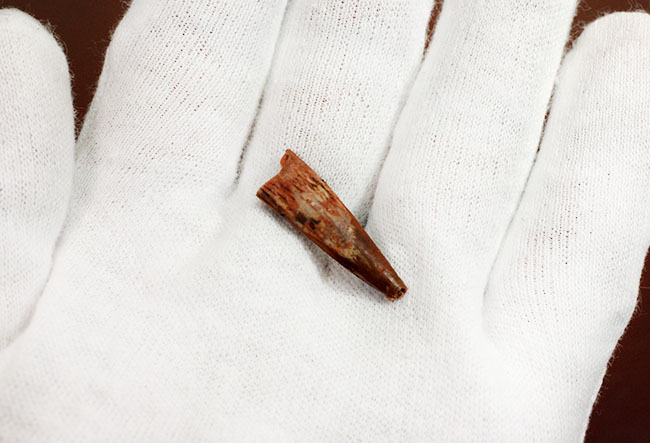 サイズあり、保存状態良好、翼竜シロッコプテリクス(Siroccopteryx moroccensis)の上質の歯化石。専用ケース付き。(その3)