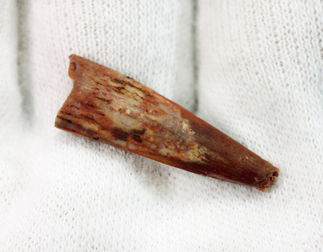 サイズあり、保存状態良好、翼竜シロッコプテリクス(Siroccopteryx moroccensis)の上質の歯化石。専用ケース付き。(その4)