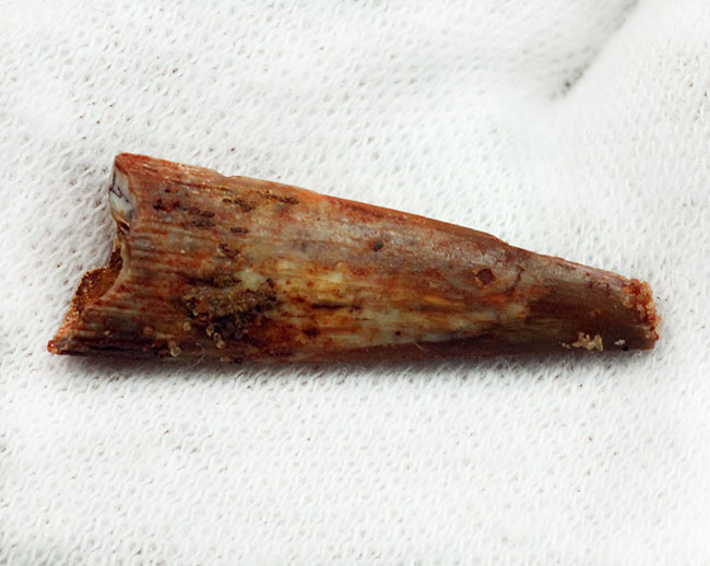 サイズあり、保存状態良好、翼竜シロッコプテリクス(Siroccopteryx moroccensis)の上質の歯化石。専用ケース付き。(その5)