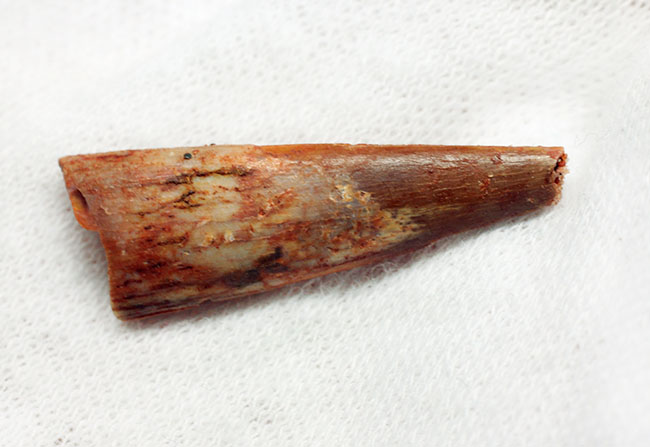 サイズあり、保存状態良好、翼竜シロッコプテリクス(Siroccopteryx moroccensis)の上質の歯化石。専用ケース付き。(その6)