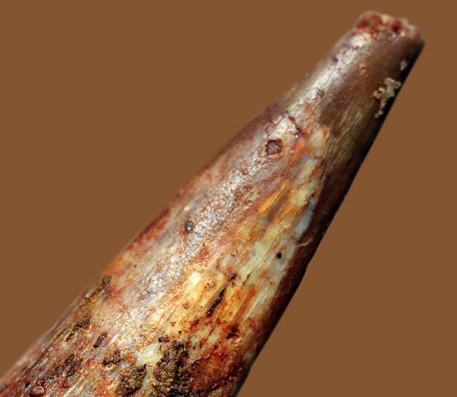 サイズあり、保存状態良好、翼竜シロッコプテリクス(Siroccopteryx moroccensis)の上質の歯化石。専用ケース付き。(その7)