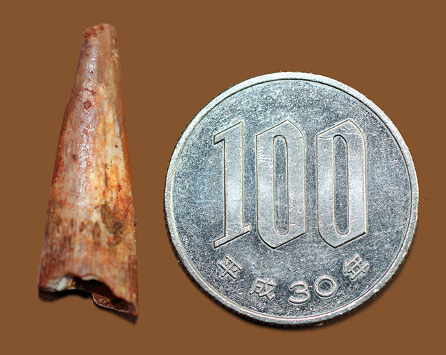 サイズあり、保存状態良好、翼竜シロッコプテリクス(Siroccopteryx moroccensis)の上質の歯化石。専用ケース付き。(その8)