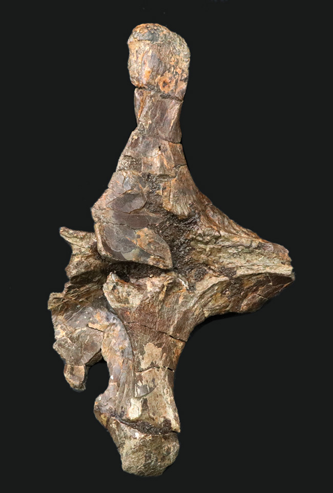 ベリーレア!白亜紀後期の巨大恐竜ハドロサウルス科エドモントサウルス(Edmontosaurus)の頚椎(首)骨の化石(その1)
