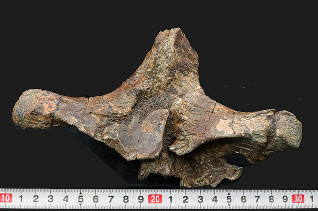 ベリーレア!白亜紀後期の巨大恐竜ハドロサウルス科エドモントサウルス(Edmontosaurus)の頚椎(首)骨の化石(その10)