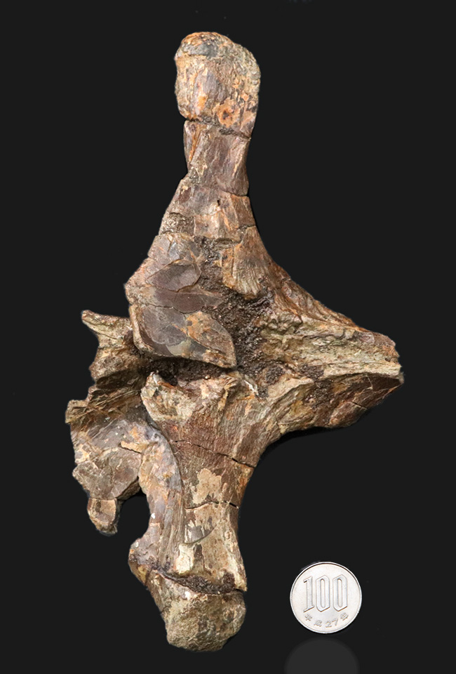 ベリーレア!白亜紀後期の巨大恐竜ハドロサウルス科エドモントサウルス(Edmontosaurus)の頚椎(首)骨の化石(その11)
