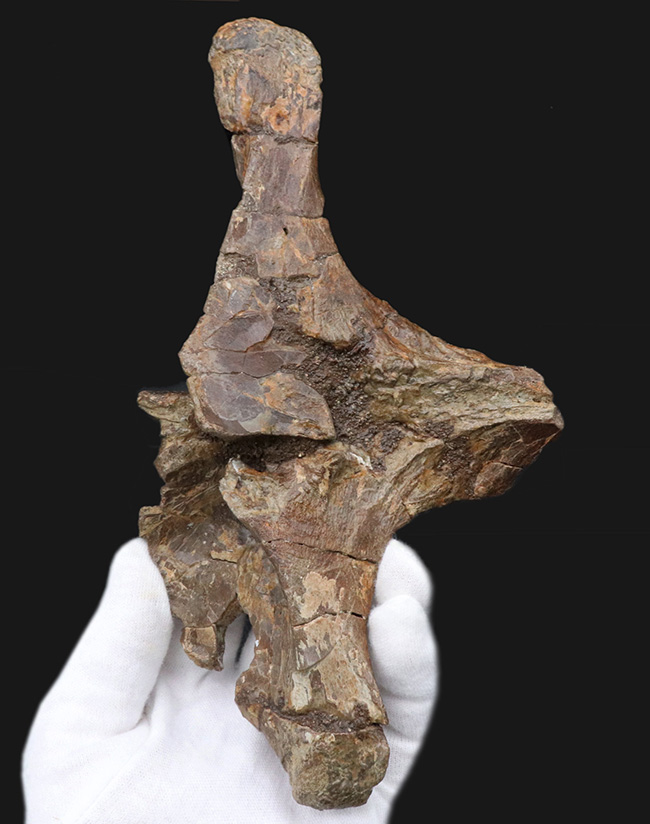 ベリーレア!白亜紀後期の巨大恐竜ハドロサウルス科エドモントサウルス(Edmontosaurus)の頚椎(首)骨の化石(その2)