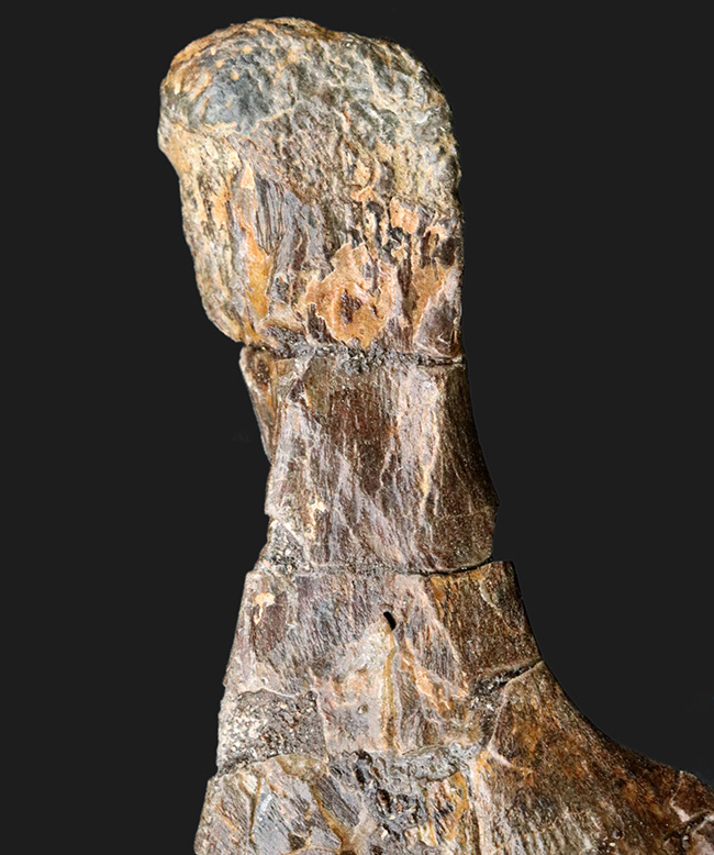 ベリーレア!白亜紀後期の巨大恐竜ハドロサウルス科エドモントサウルス(Edmontosaurus)の頚椎(首)骨の化石(その3)