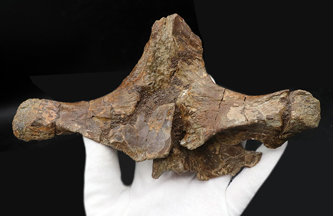 ベリーレア!白亜紀後期の巨大恐竜ハドロサウルス科エドモントサウルス(Edmontosaurus)の頚椎(首)骨の化石(その4)