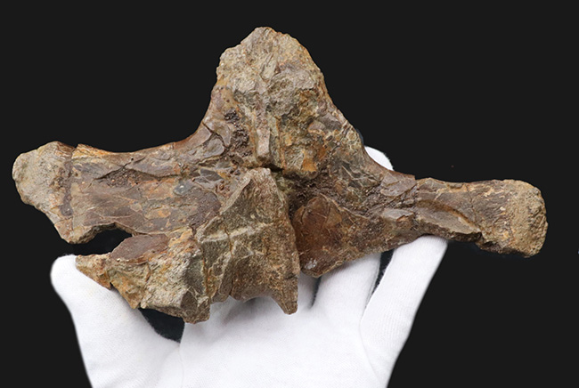 ベリーレア!白亜紀後期の巨大恐竜ハドロサウルス科エドモントサウルス(Edmontosaurus)の頚椎(首)骨の化石(その5)