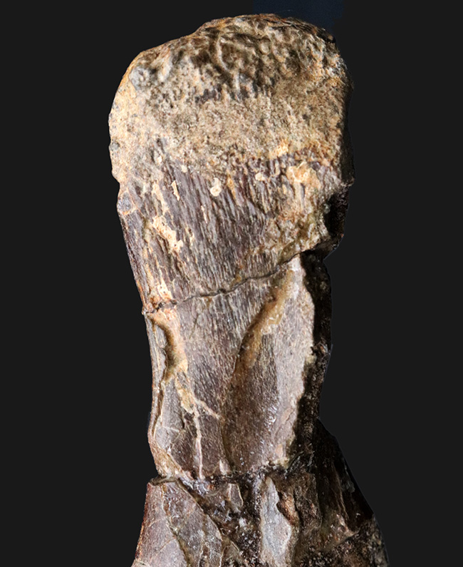 ベリーレア!白亜紀後期の巨大恐竜ハドロサウルス科エドモントサウルス(Edmontosaurus)の頚椎(首)骨の化石(その6)