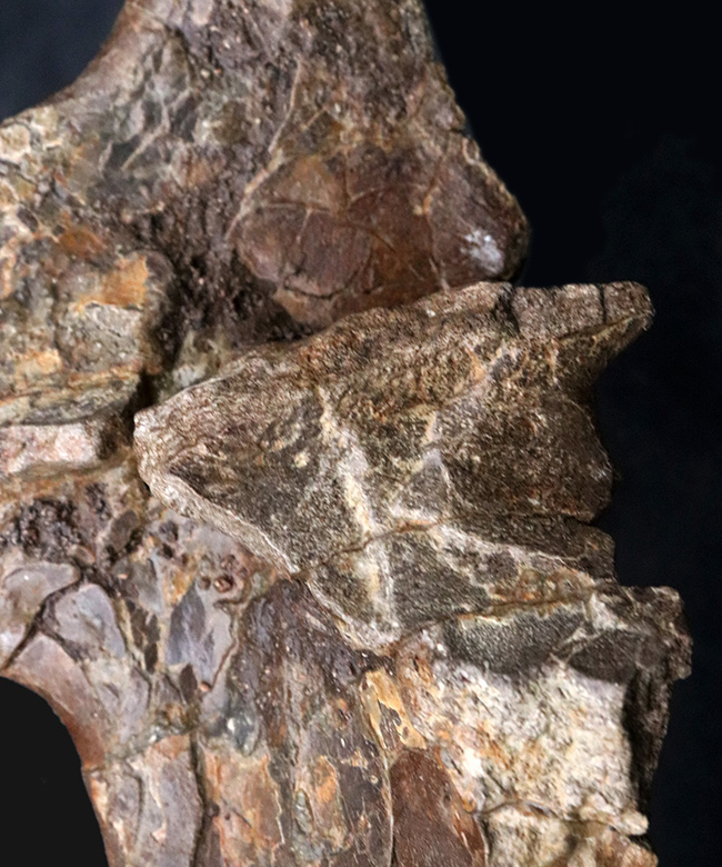 ベリーレア!白亜紀後期の巨大恐竜ハドロサウルス科エドモントサウルス(Edmontosaurus)の頚椎(首)骨の化石(その7)