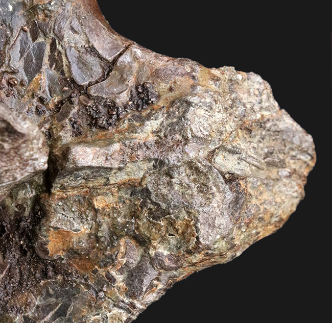 ベリーレア!白亜紀後期の巨大恐竜ハドロサウルス科エドモントサウルス(Edmontosaurus)の頚椎(首)骨の化石(その8)