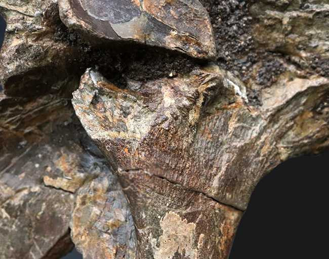 ベリーレア!白亜紀後期の巨大恐竜ハドロサウルス科エドモントサウルス(Edmontosaurus)の頚椎(首)骨の化石(その9)