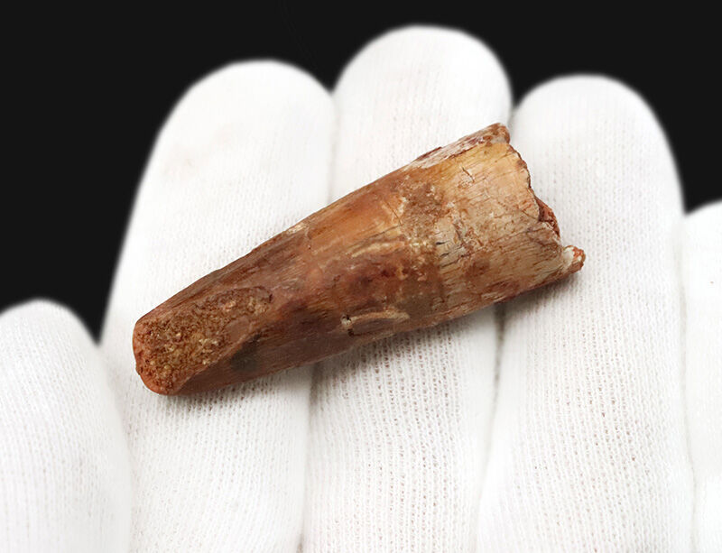 初めての恐竜歯化石にもおすすめ！魚を捕らえるために進化した円錐状の歯！研究が進むほど謎が深まる水辺の巨大肉食恐竜、スピノサウルス（Spinosaurus）の歯化石（その5）