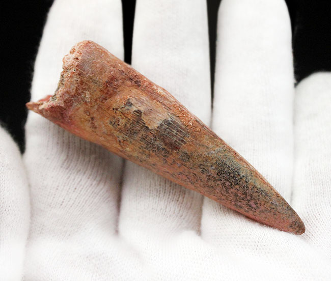 人気のスピノサウルス(Spinosaurus)の歯化石。長さ、太さともに十分。プレゼントにいかがでしょうか。(その3)