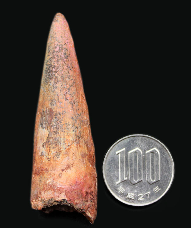 人気のスピノサウルス(Spinosaurus)の歯化石。長さ、太さともに十分。プレゼントにいかがでしょうか。(その6)