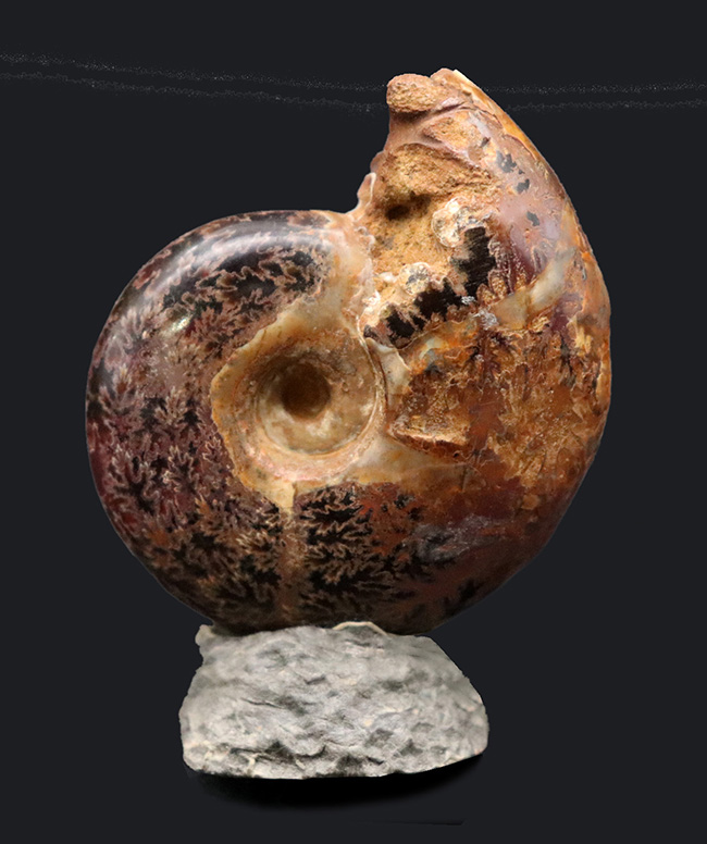 デスク置きに最適!縫合線が美しいマダガスカル産アンモナイト(Ammonite)(その1)