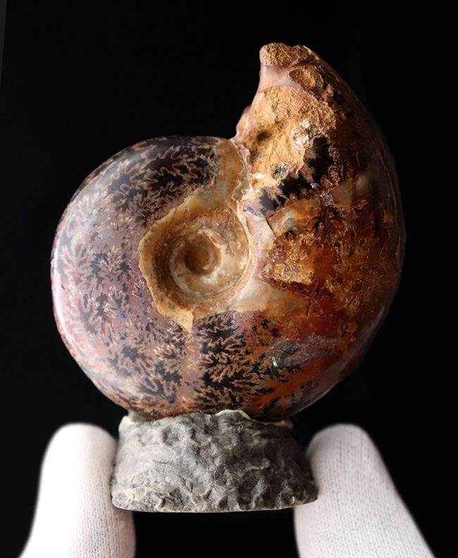 デスク置きに最適！縫合線が美しいマダガスカル産アンモナイト（Ammonite）（その2）