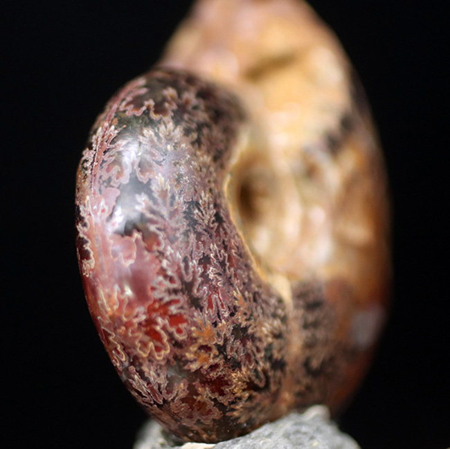 デスク置きに最適!縫合線が美しいマダガスカル産アンモナイト(Ammonite)(その3)