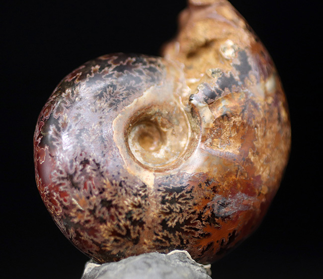 デスク置きに最適！縫合線が美しいマダガスカル産アンモナイト（Ammonite）（その4）